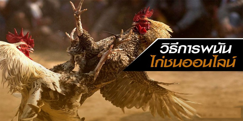 เกมไก่ชน-"cockfighting game"