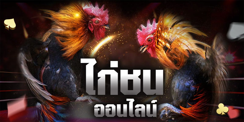 เกมไก่ชนออนไลน์-"online cockfighting game"